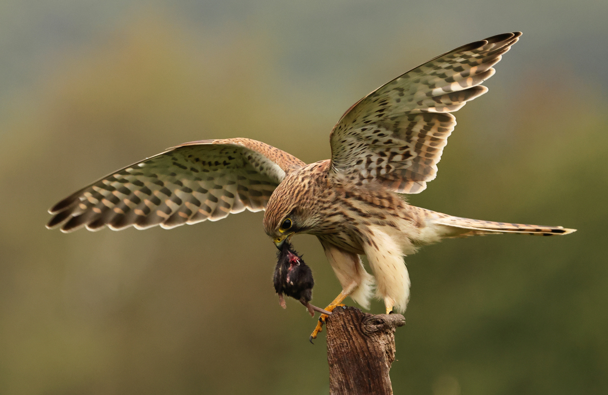 Kestrel with Mouse - Peter Bagnal - Commended